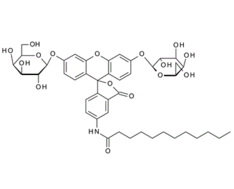 138777-25-0 , C12FDG; 5-Dodecanoylaminofluorescein di-b-D-galactopyranoside